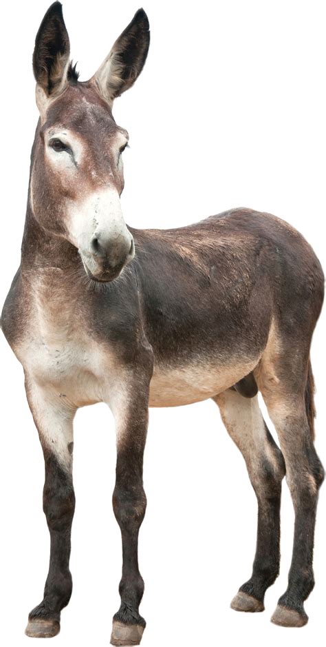 Donkey .